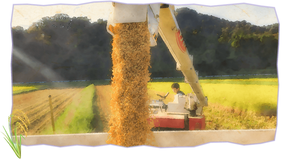 コンバインで収穫したモミ（お米）を軽トラに積んだコンテナに入れ、乾燥機まで運びます